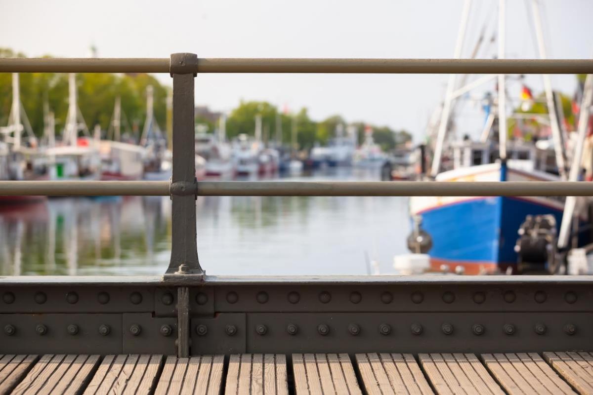 Seevogel/lachmöwe Rostock